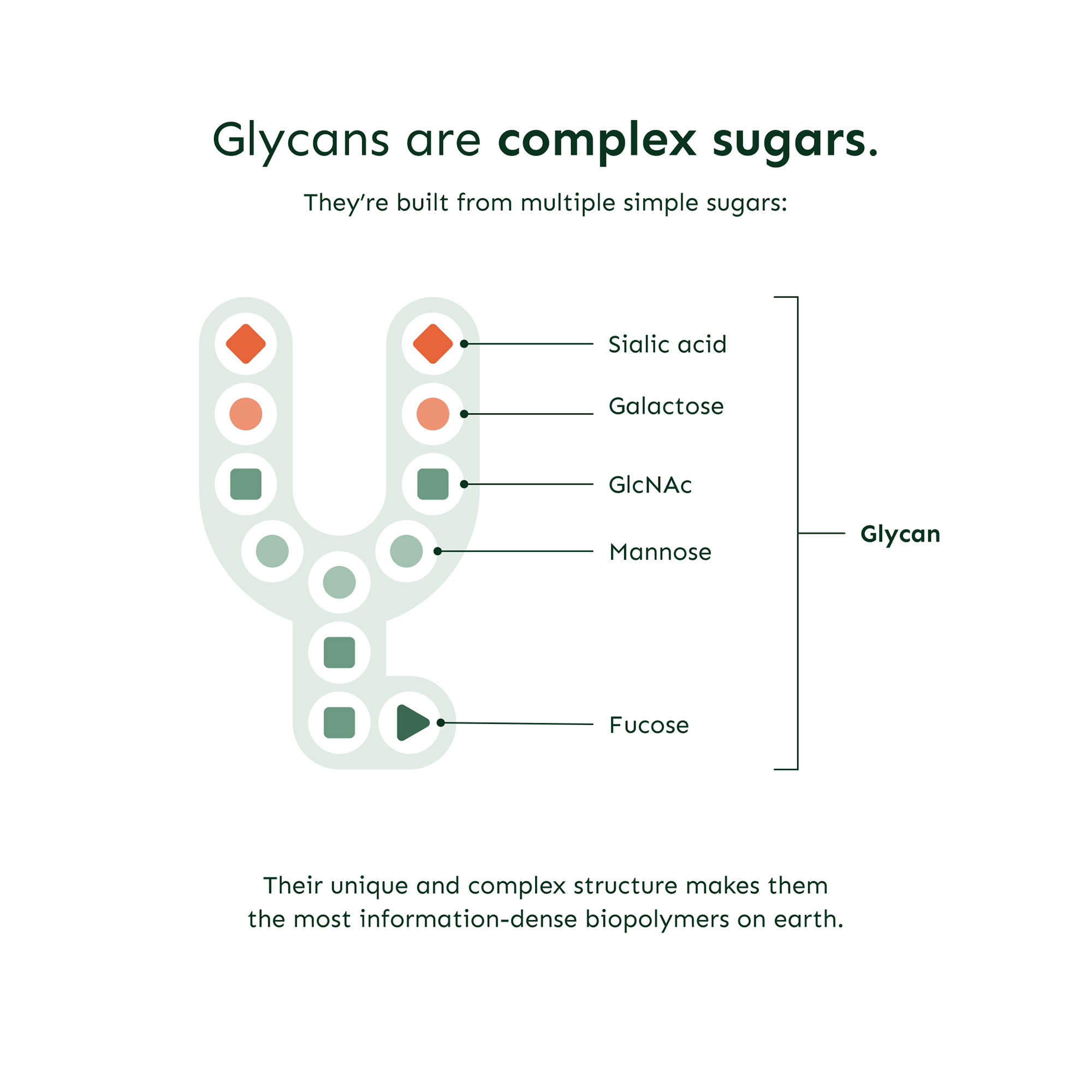 Diagram showing glycan structure with components: sialic acid, galactose, GlcNAc, mannose, and fucose, highlighting their complexity