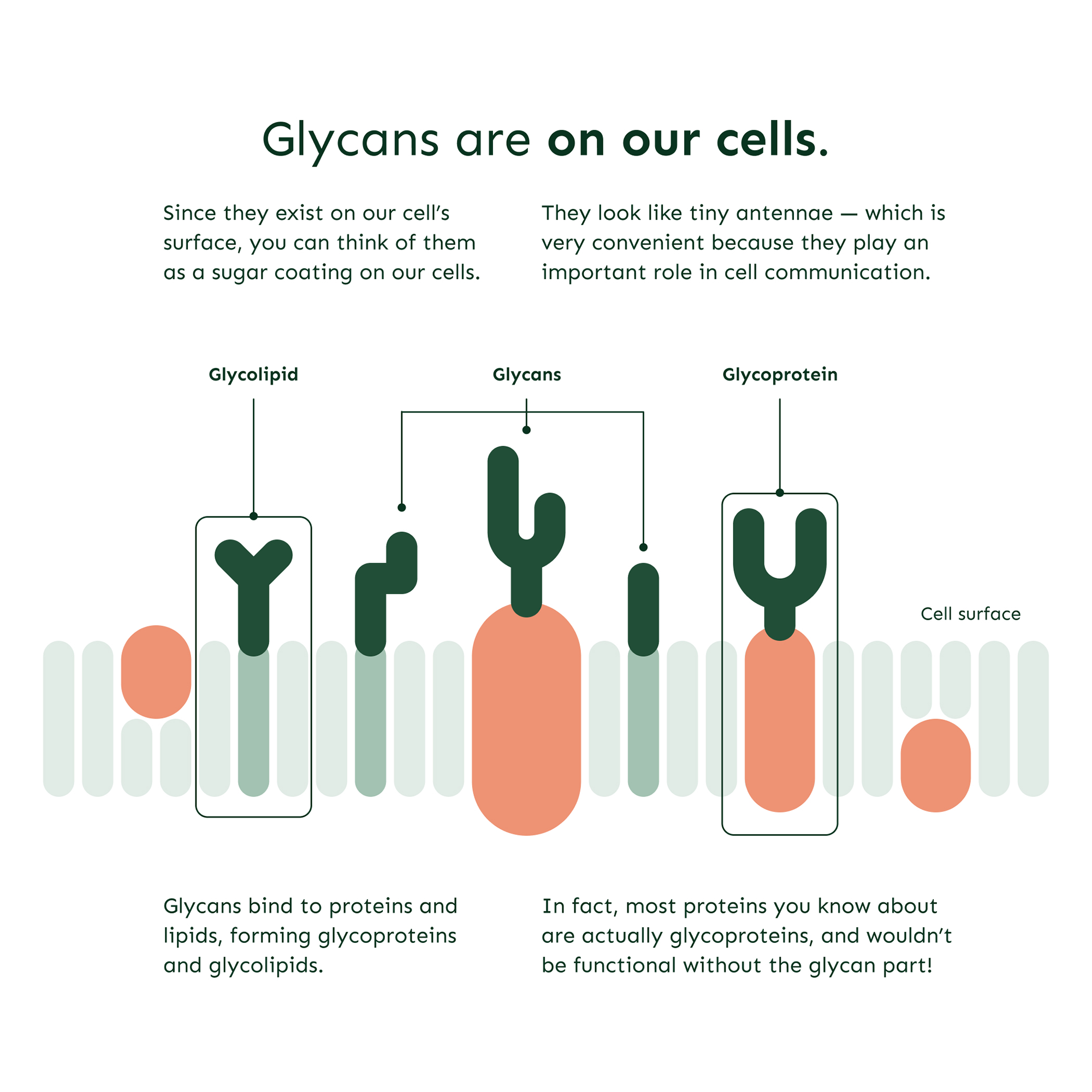 Information on glycoproteins and glycolipids showing glycans on cell surfaces for cell communication.