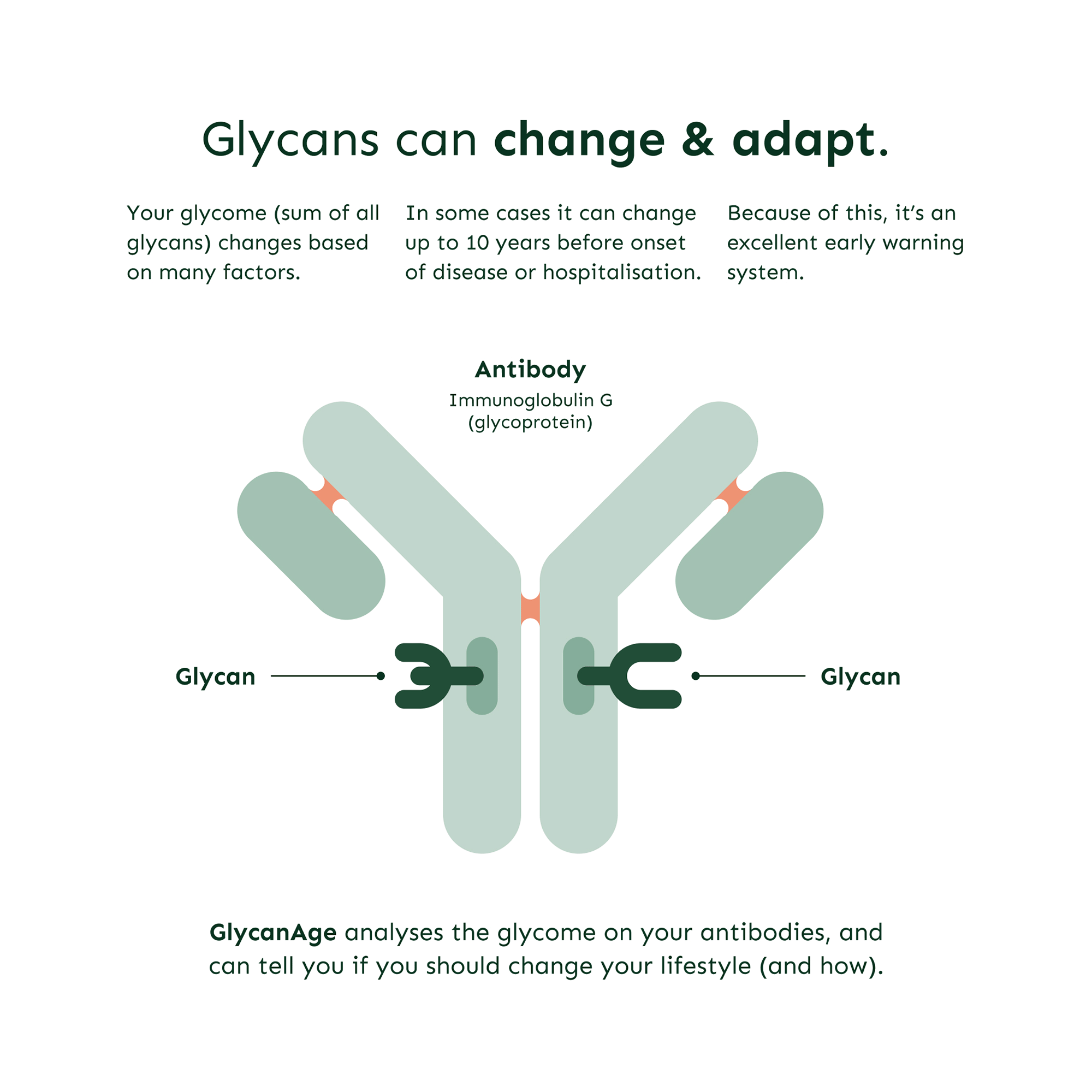 GlycanAge explaining how glycans on antibodies change and adapt, providing early warning system for disease and health monitoring